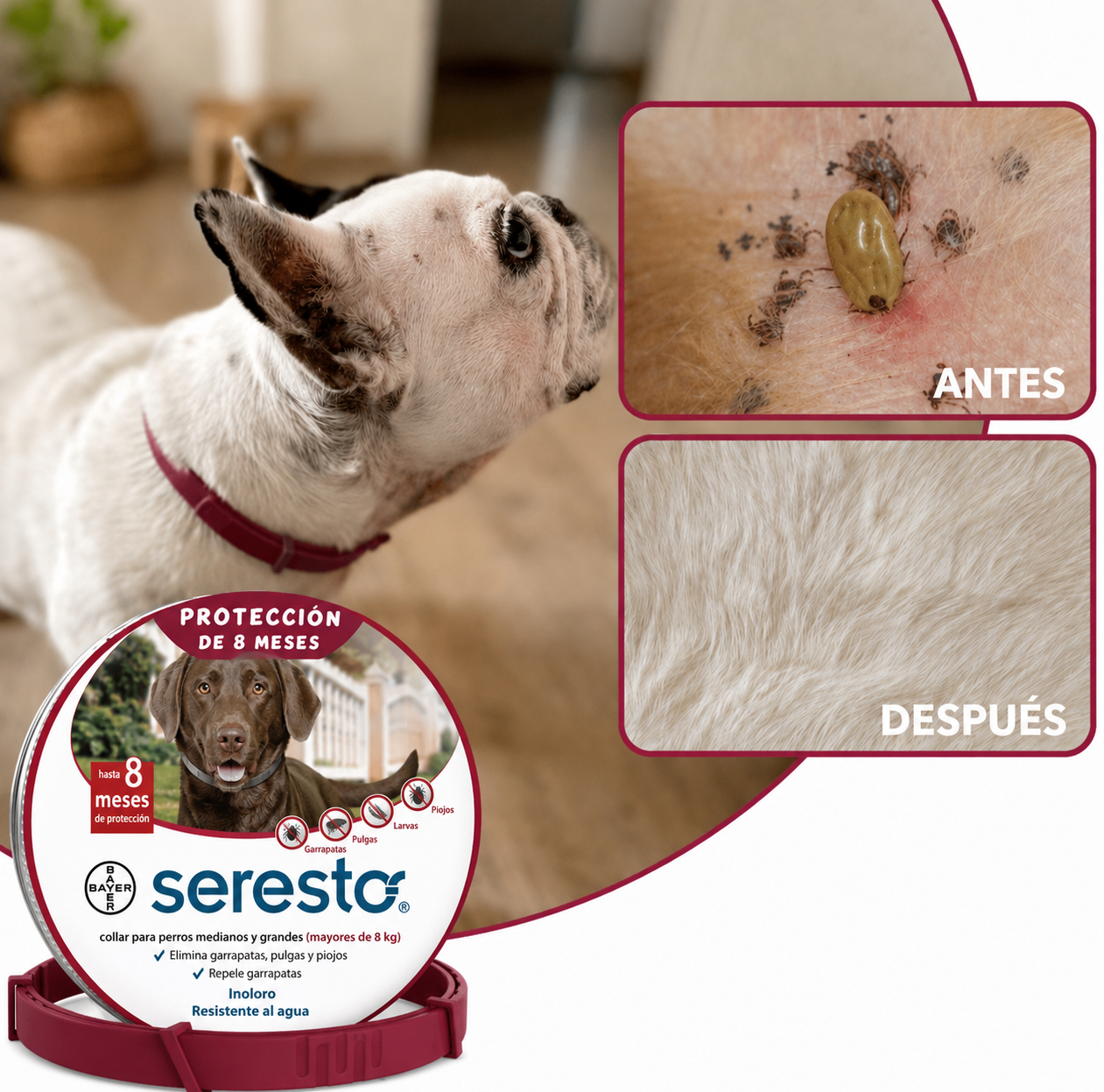 PROMO 2x1 🐾 Collar Antipulgas Natural para Perros y Gatos